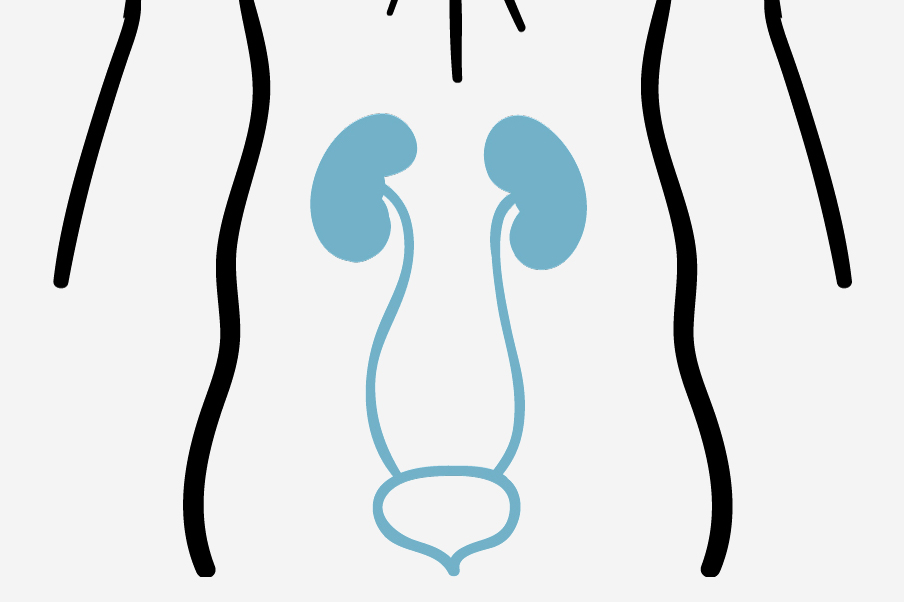 Illustration showing the location of kidneys and the bladder in the human body.