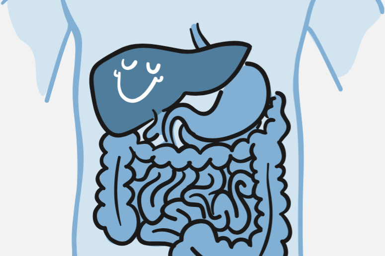 Cartoon of a smiling liver next to the stomach and intestines within the body.
