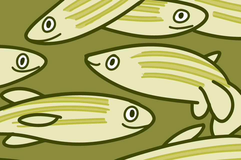 Illustration of a group of zebrafish. 
