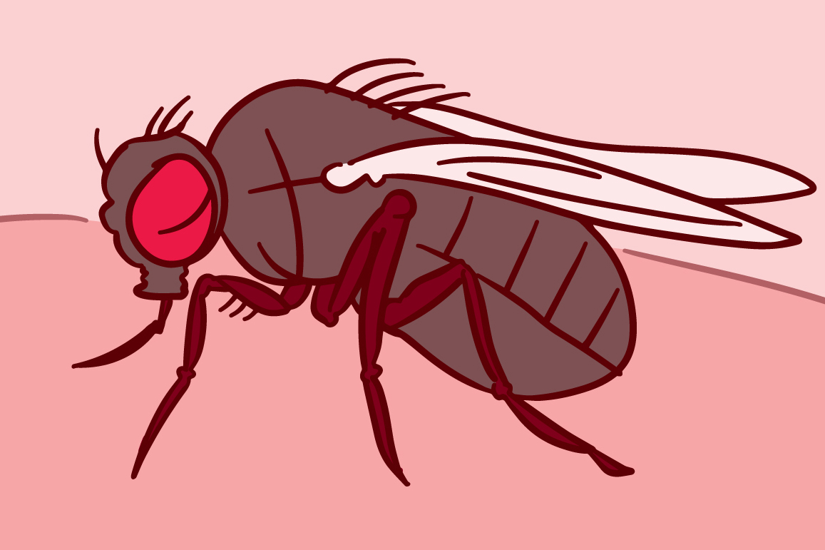 Illustration of a fruit fly.