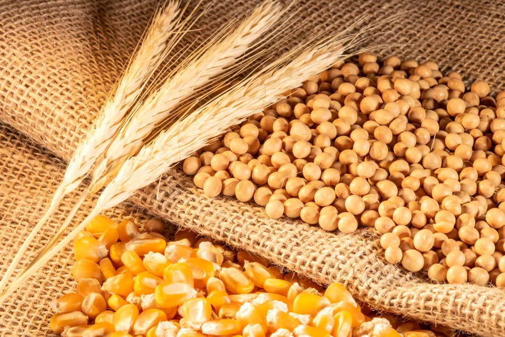 Soybeans, wheat, and corn lying on burlap.