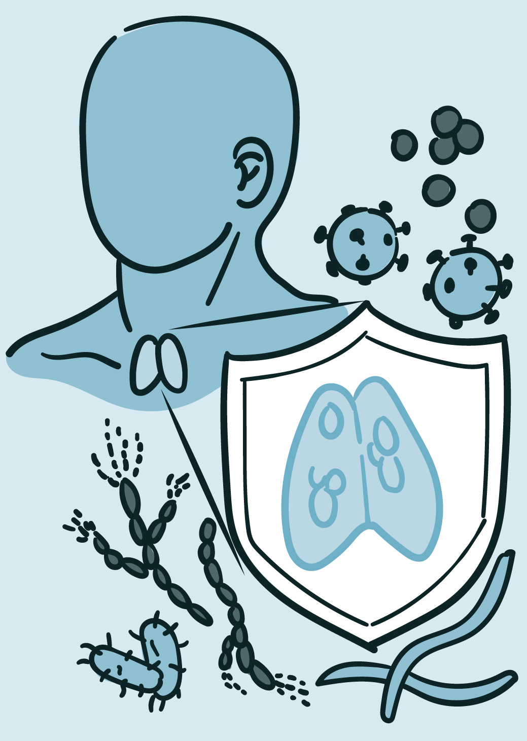 Illustration of a silhouette of a person showing the thymus in the neck, with a larger illustration of the thymus shown inside a shield with immune cells and microbes in the background.