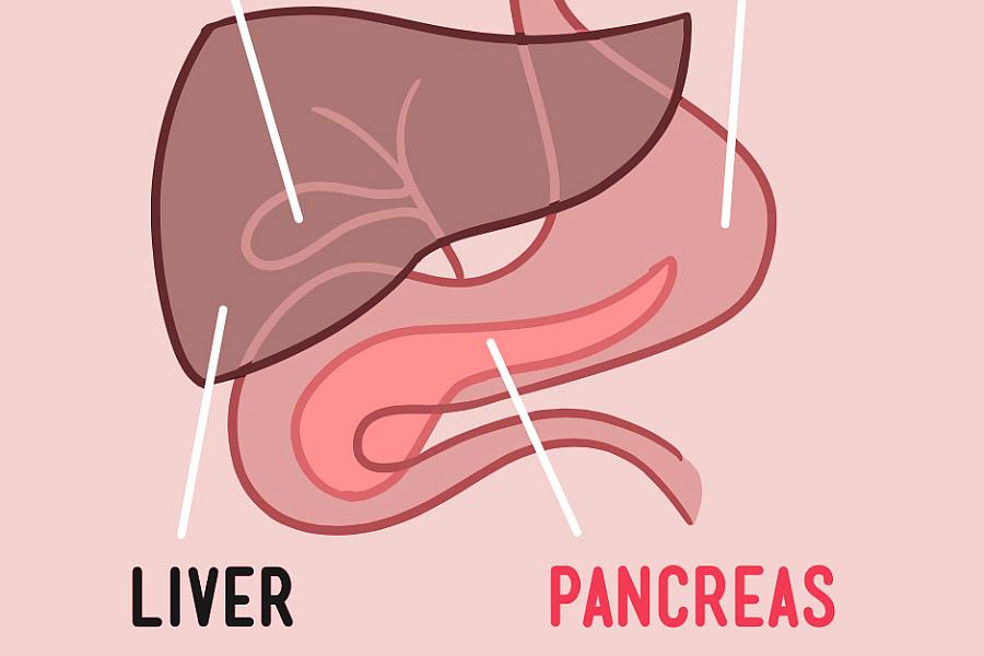 Illustration of the digestive organs.