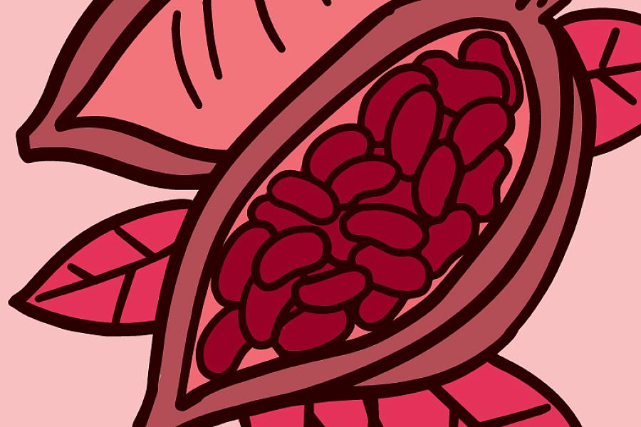 Illustration of a cocoa plant Illustration of a cocoa plant