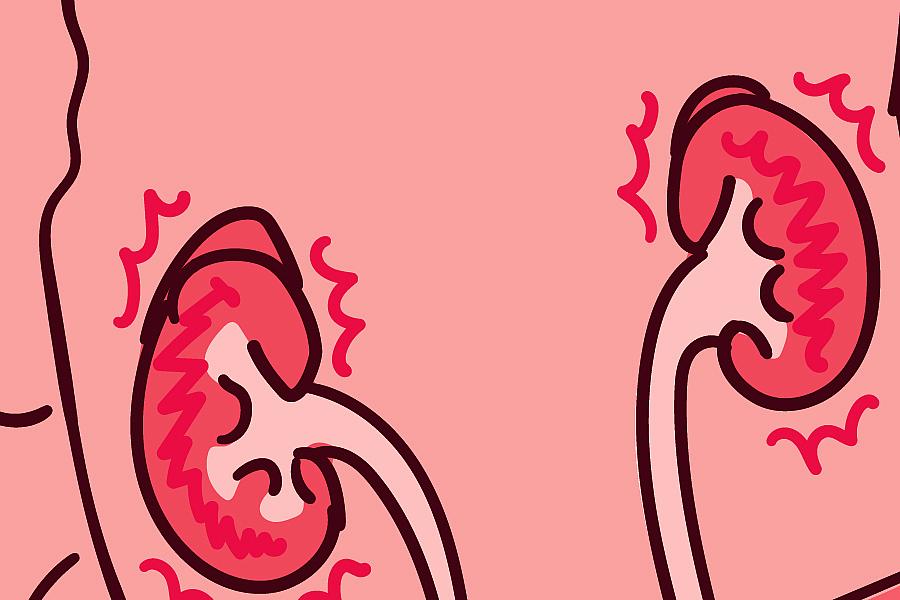 Illustration of the kidneys.