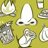 Illustration of a nose surrounded by smelly things, like a rose, garlic, and a smoky fire Illustration of a nose surrounded by smelly things, like a rose, garlic, and a smoky fire.