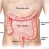 Illustration of the intestine Illustration of the intestine