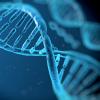 DNA Molecule DNA Molecule