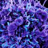 Image of the novel coronavirus, SARS-CoV-2 Image of the novel coronavirus, SARS-CoV-2