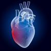 Drawing of a human heart Drawing of a human heart