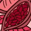 Illustration of a cocoa plant Illustration of a cocoa plant
