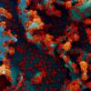 Novel Coronavirus SARS CoV-2 Novel Coronavirus SARS CoV-2