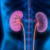 Illustration of human kidneys Illustration of human kidneys