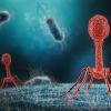Illustration of a phage infecting a bacterium Illustration of a phage infecting a bacterium