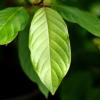 Kratom leaves Kratom leaves