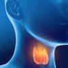 3D illustration of the thyroid gland 3D illustration of the thyroid gland