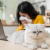 Woman sneezing near a furry cat Woman sneezing near a furry cat