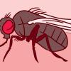 Illustration of a fruit fly.