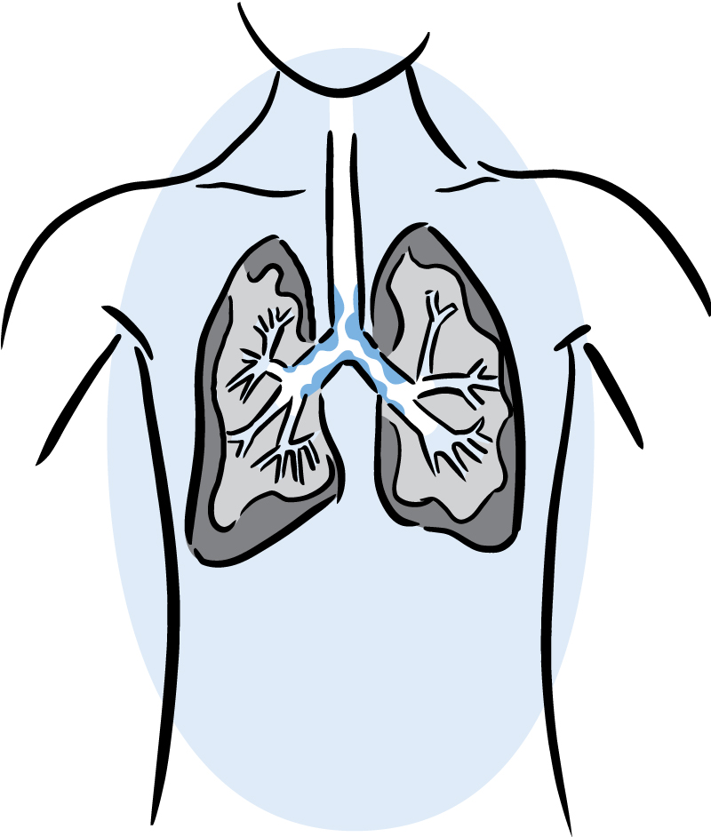 Human Lungs Diagram for Class 10 #artjanag