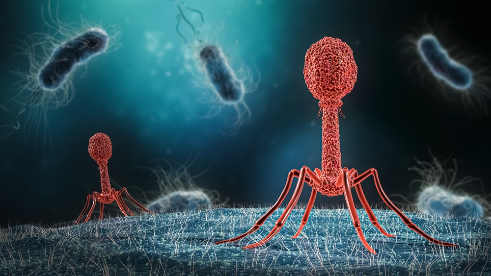 Bacteriophages are viruses that infect bacteria but are harmless