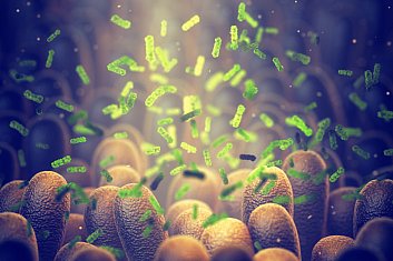 Illustration of bacteria in gut
