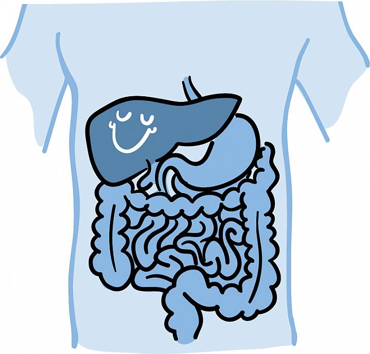 Cartoon of a smiling liver next to the stomach and intestines within the body.