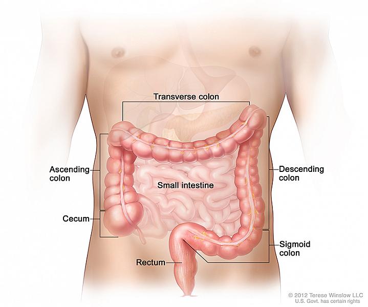 Illustration of the intestine