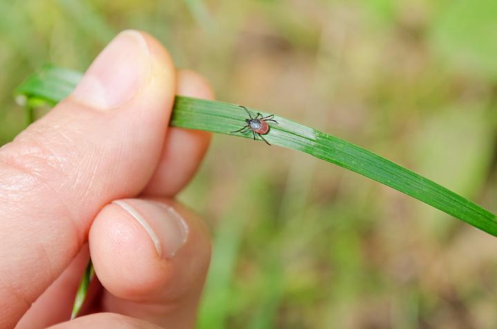 Close-up of a person’s hand holding a leaf with a tick on it